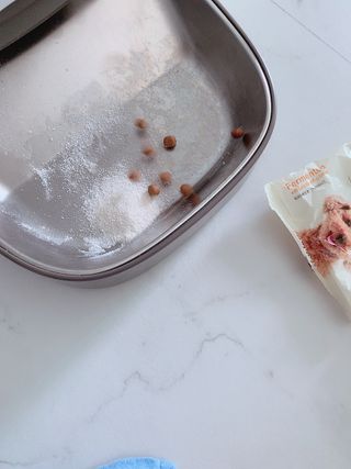 씨디랩 구강에서 장까지 한 번에 관리하는 더블락토 강아지 고양이 유산균 — 5점을 준 리뷰어가 2021년 6월 올린 사용 사진