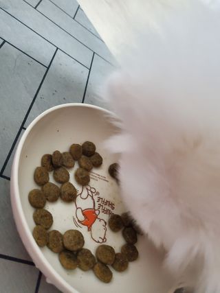 펫시랩 반려견용 액상 프리바이오틱스 아쿠아펫 — 5점을 준 리뷰어가 2021년 1월 올린 사용 사진