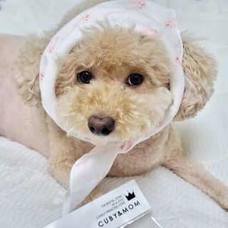 야토언니님이 올린 리뷰 사진 1
