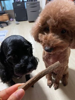 My Pet Care 천연단백질 치아건강에 개좋아 — 5점을 준 리뷰어가 2021년 2월 올린 사용 사진