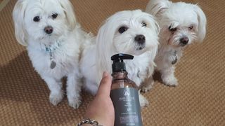마리앤루이펫샴푸 [mari and louie pet shampoo] — 3점을 준 리뷰어가 2021년 5월 올린 사용 사진