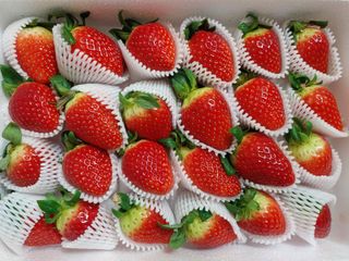 옳음 딸기 논산 설향 딸기 900g 산지직송 — 5점을 준 리뷰어가 2021년 1월 올린 사용 사진