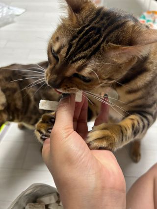 [펫시밀] 원물그대로 영양듬뿍 진공동결건조 치킨텐더100g, 열빙어트릿100g 강아지 고양이 간식 — 5점을 준 리뷰어가 2023년 5월 올린 사용 사진