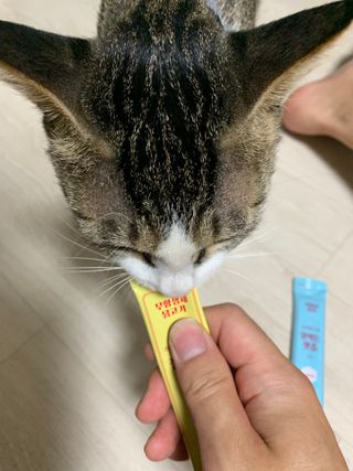 페페로니 잘 먹는 캣츄 - 무항생제 닭고기 12개 + 원양선 참치 12개 — 5점을 준 리뷰어가 2021년 8월 올린 사용 사진