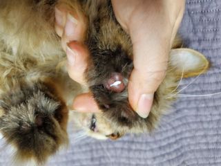 [자유펫] 시코니딘 고양이 강아지 피부 보습 연고 20g — 5점을 준 리뷰어가 2021년 11월 올린 사용 사진