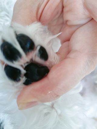 버츠비 케어플러스 릴리빙포앤노즈로션 — 5점을 준 리뷰어가 2021년 4월 올린 사용 사진