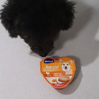 비타크래프트 조에시 하트캔 85g 강아지 습식캔 10캔 — 5점을 준 리뷰어가 2021년 10월 올린 사용 사진