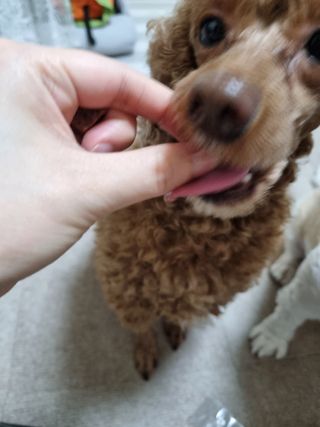 My Pet Care 천연단백질 눈건강에 개좋아 — 5점을 준 리뷰어가 2021년 3월 올린 사용 사진