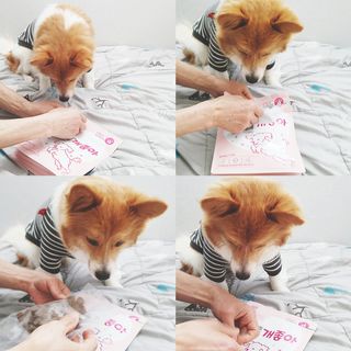 My Pet Care 천연단백질 관절건강에 개좋아 — 4.5점을 준 리뷰어가 2021년 1월 올린 사용 사진