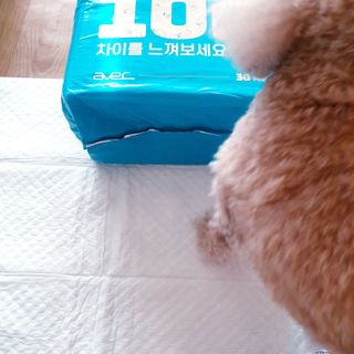 아베크 펫 와이드 프리미엄 중형 애견 강아지 배변 패드 54매 1팩 45g — 5점을 준 리뷰어가 2021년 7월 올린 사용 사진