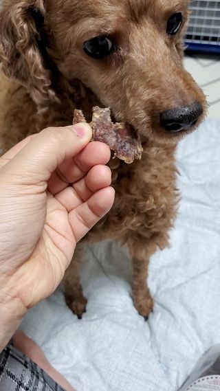 🌈🐩👨‍👩‍👧님이 올린 리뷰 사진 3
