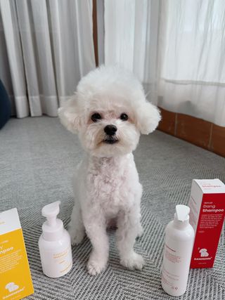 [댕모어 샴푸 2종] 댕샴푸 / 퍼피샴푸  2종 세트 (300ml) — 5점을 준 리뷰어가 2023년 8월 올린 사용 사진