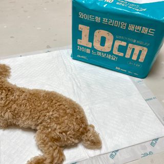 아베크 펫 와이드 프리미엄 대형 애견 강아지 배변 패드 30매 1팩 80g — 5점을 준 리뷰어가 2021년 7월 올린 사용 사진