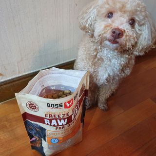 [보장균수500만] 건강한장 프로젝트 강아지사료 보스독 프로바이오틱스 340.19g 2종 — 5점을 준 리뷰어가 2021년 2월 올린 사용 사진