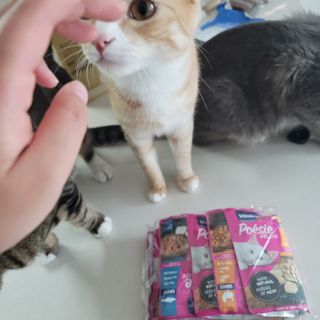 비타크래프트 포에시 델리스 고양이 파우치 85g 9가지맛 1팩씩 — 5점을 준 리뷰어가 2021년 8월 올린 사용 사진