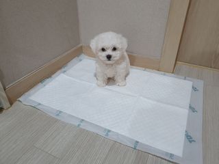 아베크 펫 와이드 프리미엄 중형 애견 강아지 배변 패드 54매 1팩 45g — 4점을 준 리뷰어가 2021년 7월 올린 사용 사진