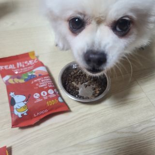 [푸디웜] 라포그  리얼인섹트 관절 저알러지 강아지 사료  1.2KG — 5점을 준 리뷰어가 2022년 8월 올린 사용 사진