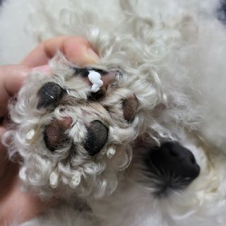 [자유펫] 시코니딘 고양이 강아지 피부 보습 연고 20g — 5점을 준 리뷰어가 2021년 10월 올린 사용 사진