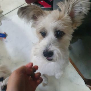 My Pet Care 천연단백질 관절건강에 개좋아 — 5점을 준 리뷰어가 2021년 1월 올린 사용 사진