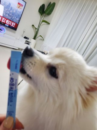 My Pet Care 장건강에 개좋아 — 5점을 준 리뷰어가 2021년 2월 올린 사용 사진