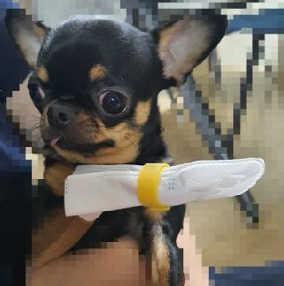 코보콩 에어슈즈 강아지 일회용 신발 소용량 패키지 20매 초경량  미끄럼방지 실내외 겸용 — 4점을 준 리뷰어가 2022년 2월 올린 사용 사진