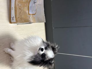 캐닌캐비어 알카라인 홀리스틱 그레이프리 앙뜨레 ALS_4종 오픈스카이, 와일드오션, 프리스피릿, 스페셜니즈 — 5점을 준 리뷰어가 2023년 1월 올린 사용 사진