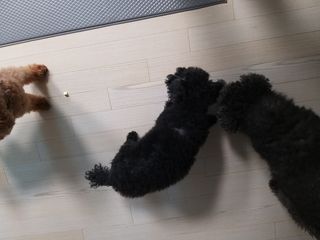 페페로니 진짜 프리바이오틱스 치즈+치즈고구마 180g+180g — 5점을 준 리뷰어가 2021년 7월 올린 사용 사진