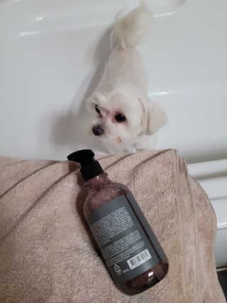 마리앤루이펫샴푸 [mari and louie pet shampoo] — 4점을 준 리뷰어가 2021년 7월 올린 사용 사진
