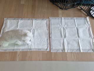 아베크 펫 와이드 프리미엄 대형 애견 강아지 배변 패드 30매 1팩 80g — 5점을 준 리뷰어가 2021년 7월 올린 사용 사진