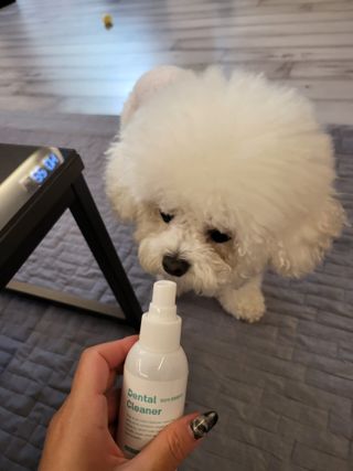 [댕모어 클리너 3종] 아이클리너 / 이어클리너 / 덴탈클리너 3종 세트 (120ml) — 5점을 준 리뷰어가 2023년 11월 올린 사용 사진