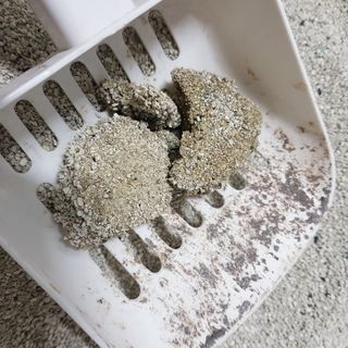 겟플렉스 켓플렉스 캣츠룸BS-1 고양이모래 4kg — 4점을 준 리뷰어가 2021년 1월 올린 사용 사진