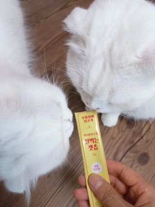 페페로니 잘 먹는 캣츄 - 무항생제 닭고기 24개입 — 5점을 준 리뷰어가 2021년 7월 올린 사용 사진