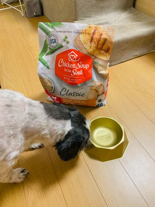 치킨수프 클래식 독 2.04KG — 4점을 준 리뷰어가 2021년 6월 올린 사용 사진