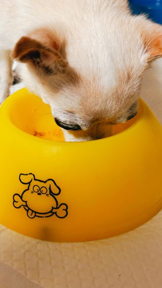 [레모나] 강아지 레모나 강아직 영양 간식 4종 택 1 — 5점을 준 리뷰어가 2024년 1월 올린 사용 사진