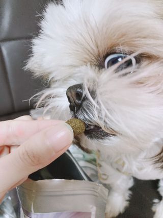 캐닌캐비어 4종 체험팩(오픈스카이, 와일드오션, 프리스피릿, 스페셜니즈) — 4점을 준 리뷰어가 2023년 2월 올린 사용 사진
