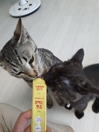 페페로니 잘 먹는 캣츄 - 무항생제 닭고기 12개 + 알래스카 연어 12개 — 5점을 준 리뷰어가 2021년 7월 올린 사용 사진
