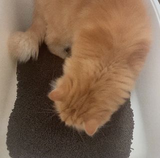 나르미르님이 올린 리뷰 사진 1