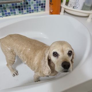 마리앤루이펫샴푸 [mari and louie pet shampoo] — 3점을 준 리뷰어가 2021년 5월 올린 사용 사진
