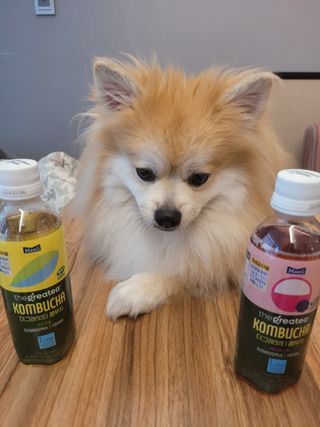 더그레잇티 콤부차 [매일유업] 더그레잇티 44kcal 콤부차 300ml *12개입 (오리지널 6개+베리리치 6개) — 5점을 준 리뷰어가 2023년 7월 올린 사용 사진