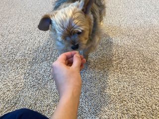 My Pet Care 천연단백질 눈건강에 개좋아 — 5점을 준 리뷰어가 2021년 2월 올린 사용 사진