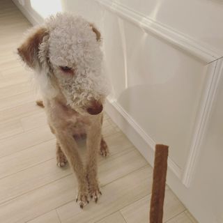 My Pet Care 천연단백질 치아건강에 개좋아 — 4점을 준 리뷰어가 2021년 2월 올린 사용 사진