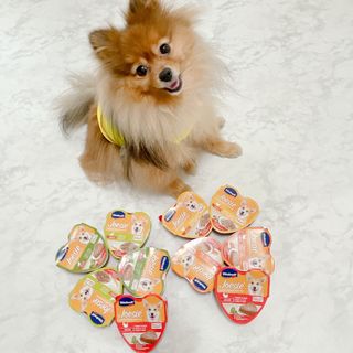 비타크래프트 조에시 하트캔 85g 강아지 습식캔 10캔 — 5점을 준 리뷰어가 2021년 7월 올린 사용 사진