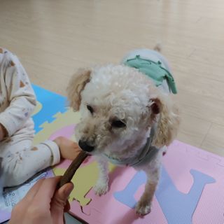 My Pet Care 천연단백질 치아건강에 개좋아 — 5점을 준 리뷰어가 2020년 12월 올린 사용 사진