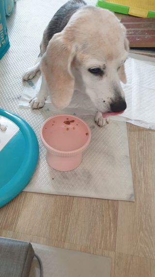 비타크래프트 조에시 하트캔 85g 강아지 습식캔 10캔 — 5점을 준 리뷰어가 2021년 7월 올린 사용 사진