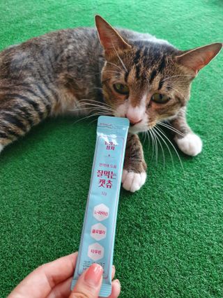 페페로니 잘 먹는 캣츄 - 무항생제 닭고기 12개 + 원양선 참치 12개 — 5점을 준 리뷰어가 2021년 8월 올린 사용 사진