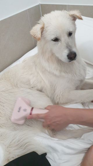 아베크 펫 강아지 고양이 애견 에어 브러쉬 드라이기 올인원 — 4점을 준 리뷰어가 2021년 7월 올린 사용 사진