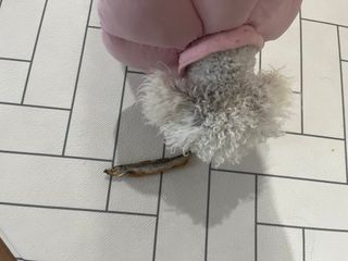 [펫시밀] 원물그대로 영양듬뿍 진공동결건조 치킨텐더100g, 열빙어트릿100g 강아지 고양이 간식 — 5점을 준 리뷰어가 2023년 5월 올린 사용 사진