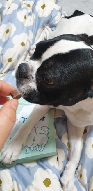 My Pet Care 천연단백질 눈건강에 개좋아 — 5점을 준 리뷰어가 2021년 3월 올린 사용 사진