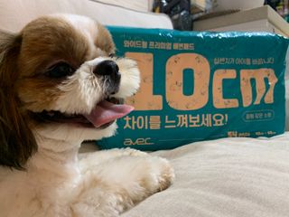 아베크 펫 와이드 프리미엄 중형 애견 강아지 배변 패드 54매 1팩 45g — 5점을 준 리뷰어가 2021년 7월 올린 사용 사진