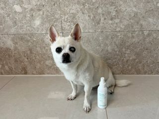 [댕모어 클리너 3종] 아이클리너 / 이어클리너 / 덴탈클리너 3종 세트 (120ml) — 5점을 준 리뷰어가 2023년 9월 올린 사용 사진
